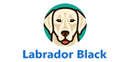 Labrador Black